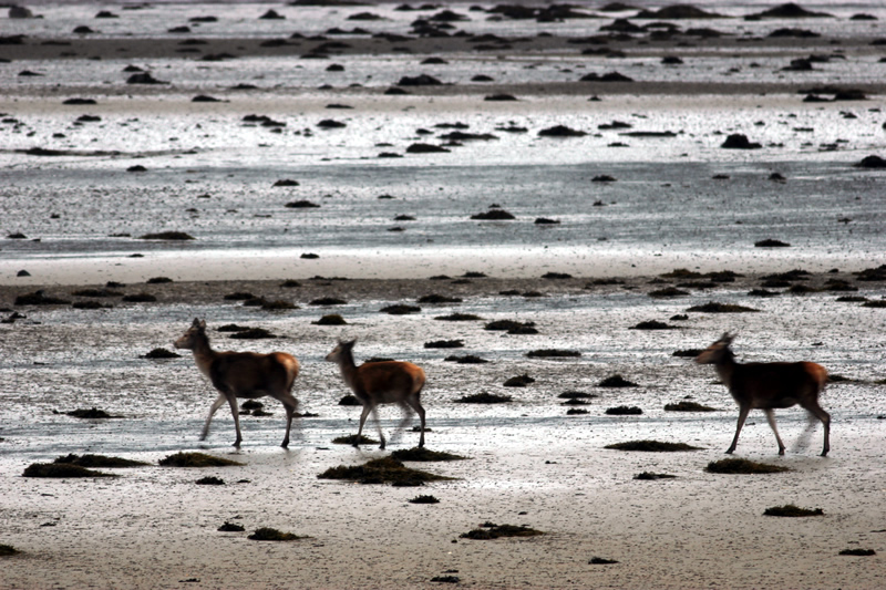 Deer on beach near Singing Sands Holidays on shore of Arivegaig Bay, Ardnamurchan Scotland Deer on beach near Singing Sands Holidays on shore of Arivegaig Bay, Ardnamurchan Scotland
